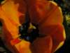 Photo Number 11